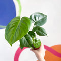 Swiss Cheese Plant - Monstera deliciosa - Sprouts of Bristol