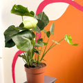 Swiss Cheese Plant - Monstera deliciosa - Sprouts of Bristol