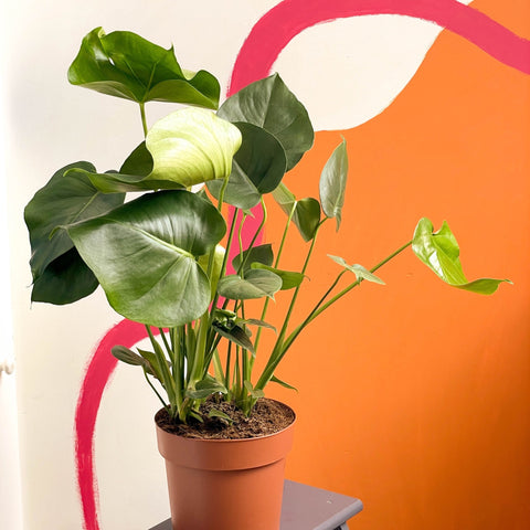 Swiss Cheese Plant - Monstera deliciosa - Sprouts of Bristol