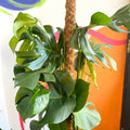 Swiss Cheese Plant - Monstera deliciosa - British Grown - Sprouts of Bristol