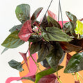 Syngonium erythrophyllum 'Red Arrow' - Sprouts of Bristol
