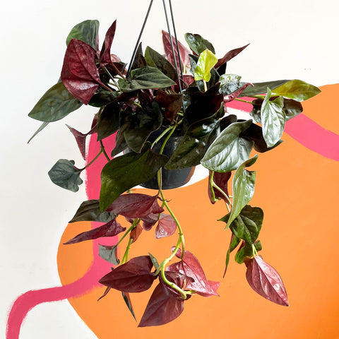 Syngonium erythrophyllum 'Red Arrow' - Sprouts of Bristol