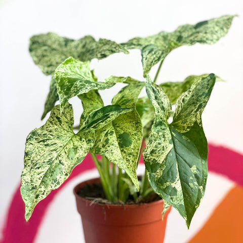 Syngonium podophyllum 'Mottled' / 'Mojito' - Sprouts of Bristol