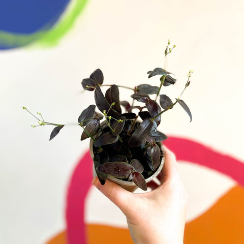 Tahitian Bridal Veil - Tradescantia geniculata 'Jose Puig' - British Grown - Sprouts of Bristol