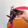 Tahitian Bridal Veil - Tradescantia geniculata 'Jose Puig' - Welsh Grown - Sprouts of Bristol