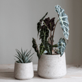 Tapered Stratton Pot - Stone - Sprouts of Bristol