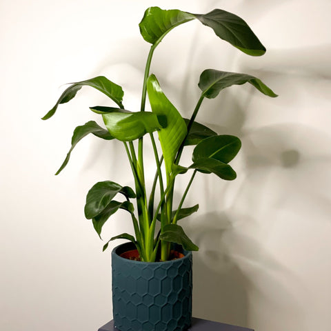 Teal Geometric Cement Planter - 22cm - Sprouts of Bristol