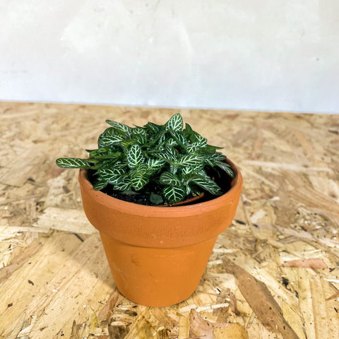 Terracotta Pots - Sprouts of Bristol