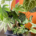 The Rare & Unusual Plant Bundle - Sprouts of Bristol