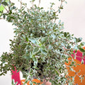 Thyme - Thymus citriodorus 'Silver Posie' - British Grown Culinary Herbs - Sprouts of Bristol