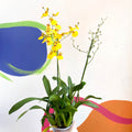 Tiger Orchid - Oncidium 'Münsterland Stern' - Sprouts of Bristol