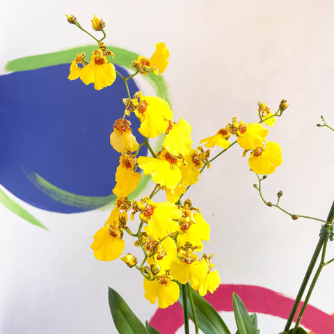 Tiger Orchid - Oncidium 'Münsterland Stern' - Sprouts of Bristol