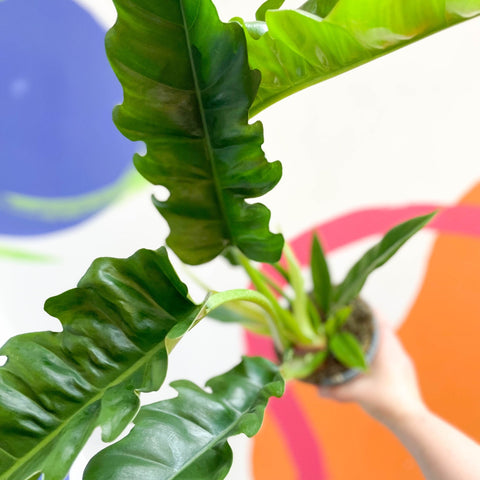 Tiger Tooth Plant - Philodendron 'Narrow Escape' - Sprouts of Bristol