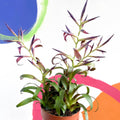 Tillandsia leiboldiana 'Mora' - Sprouts of Bristol