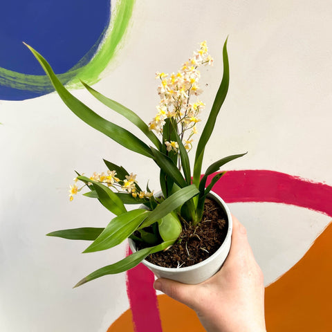 Tiny Butterfly Orchid - Oncidium flexuosum 'Twinkle White’ - Sprouts of Bristol