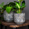Tivoli Earth Planter - 12cm - Sprouts of Bristol