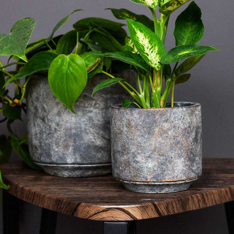 Tivoli Earth Planter - 12cm - Sprouts of Bristol
