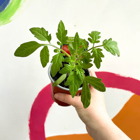 Tomato (Cordon) - Solanum lycopersicum 'Supersteak' F1 - British Grown - Sprouts of Bristol