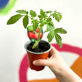Tomato (Cordon) - Solanum lycopersicum 'Supersteak' F1 - British Grown - Sprouts of Bristol