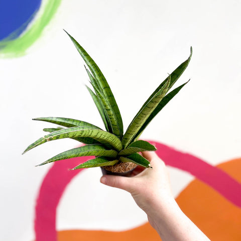 Tough Lady Snake Plant - Sansevieria trifasciata - Sprouts of Bristol
