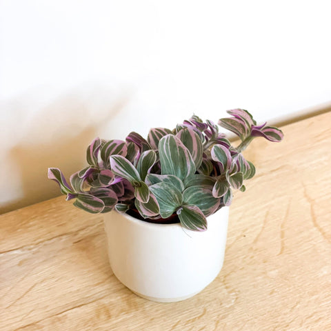 Tradescantia 'Sweetness' - Sprouts of Bristol