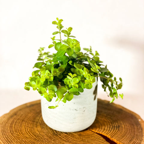 Trailing Jade - Peperomia rotundifolia 'Rondo Venetiano' - Sprouts of Bristol