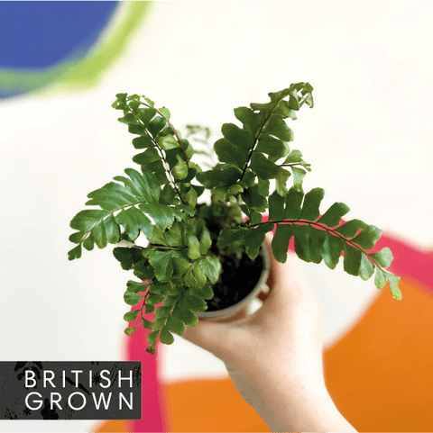 Tree Maidenhair Fern - Didymochlaena truncatula - British Grown - Sprouts of Bristol