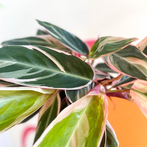 Triostar Calathea - Stromanthe sanguinea 'Triostar' - Sprouts of Bristol
