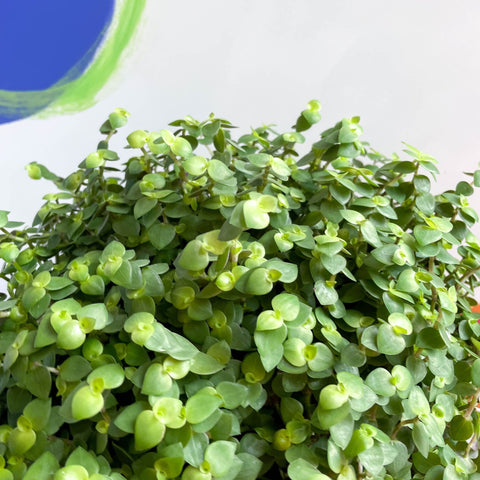 Turtle Vine / Creeping Inch Plant - Callisia repens - Sprouts of Bristol