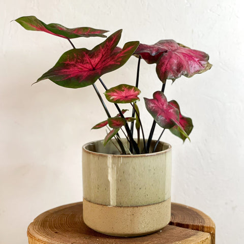 Two-tone Split Glaze Lago Planter - Various Sizes - Sprouts of Bristol