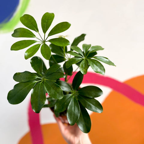Umbrella Plant - Schefflera - British Grown - Sprouts of Bristol