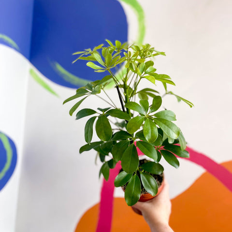 Umbrella Plant - Schefflera 'Nora' - Sprouts of Bristol