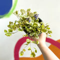 Variegated Bugle - Ajuga reptans 'Golden Beauty' - British Grown Evergreen Perennial - Sprouts of Bristol