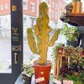 Variegated Candelabra Cactus - Euphorbia erytrea variegata - Sprouts of Bristol