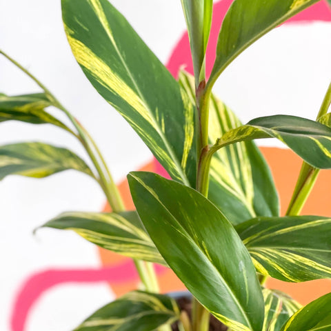 Variegated Ginger - Alpinia zerumbet 'Variegata' - Sprouts of Bristol