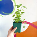 Variegated Lemon Balm - Melissa officinalis variegata - Cotswolds Grown Culinary Herbs - Sprouts of Bristol