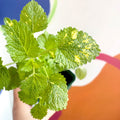 Variegated Lemon Balm - Melissa officinalis variegata - Cotswolds Grown Culinary Herbs - Sprouts of Bristol