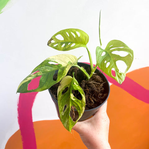 Variegated Monkey Mask - Monstera adansonii variegata 'Aurea' - Sprouts of Bristol