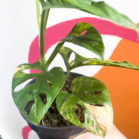 Variegated Monkey Mask - Monstera adansonii variegata 'Aurea' - Sprouts of Bristol