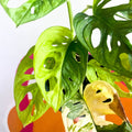 Variegated Monkey Mask - Monstera adansonii variegata 'Aurea' - Sprouts of Bristol