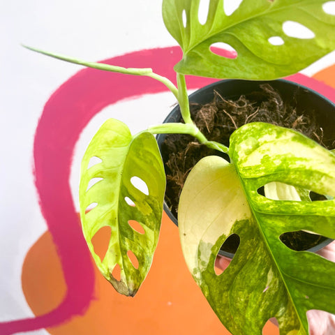 Variegated Monkey Mask - Monstera adansonii variegata 'Aurea' - Sprouts of Bristol