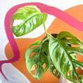 Variegated Monkey Mask - Monstera adansonii variegata 'Aurea' - Sprouts of Bristol