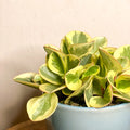 Variegated Peperomia - Peperomia obtipan bicolor 'Golden Genua' - Sprouts of Bristol