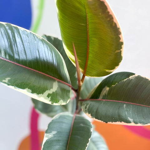 Variegated Rubber Tree - Ficus elastica 'Tineke' - Sprouts of Bristol