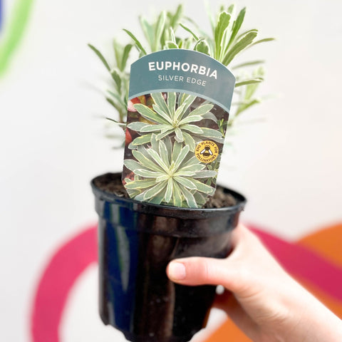 Variegated Spurge - Euphorbia characias 'Silver Edge' - Evergreen Perennial - Sprouts of Bristol