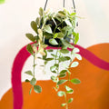 Variegated String of Nickles - Dischidia oiantha variegata - Sprouts of Bristol