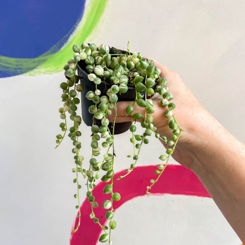 Variegated String of Pearls / Tears - Senecio rowleyanus 'Variegata' - Sprouts of Bristol
