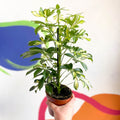 Variegated Umbrella Plant - Schefflera - Sprouts of Bristol