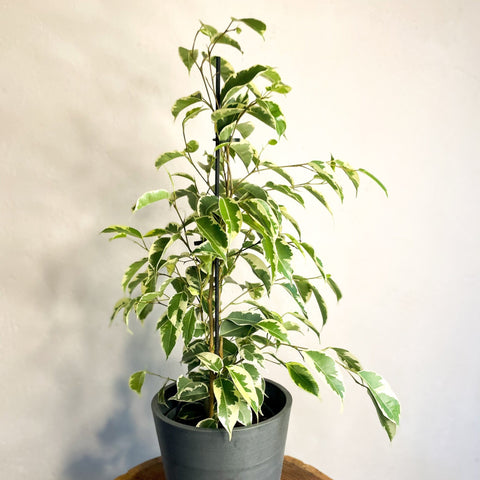 Variegated Weeping Fig - Ficus benjamina 'Variegata' - Sprouts of Bristol