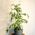 Variegated Weeping Fig - Ficus benjamina 'Variegata' - Sprouts of Bristol